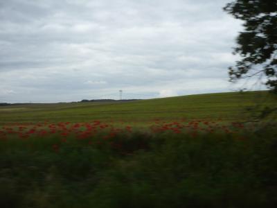 mohn