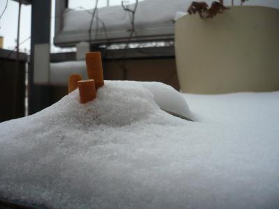 silvester