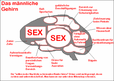 Gehirn_maennlich