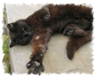 *katzen-tatze* *katzen-tatze*