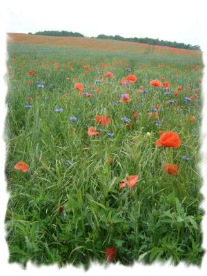 *rot-blaue-farbenpracht* *rot-blaue-farbenpracht*