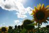 *coole sonnenblumen* (photocase) *coole sonnenblumen* (photocase)