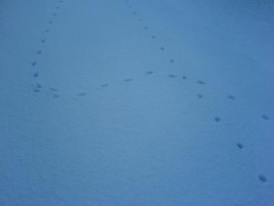 Spuren im Schnee... Spuren im Schnee...