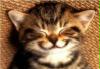 smilecat_small