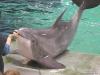 Delphin