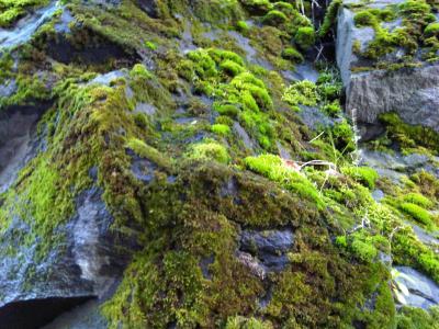 rocks