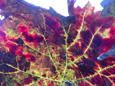 Foto-25-11-12-16-07-30