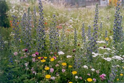 blumenwiese