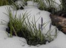 winterblume