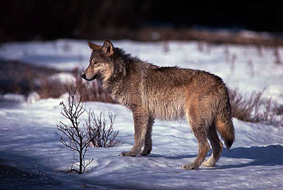 wolf