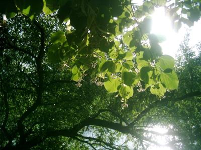 Sommer-im-Schrevenpark
