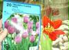 tulpe