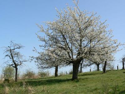 Baum