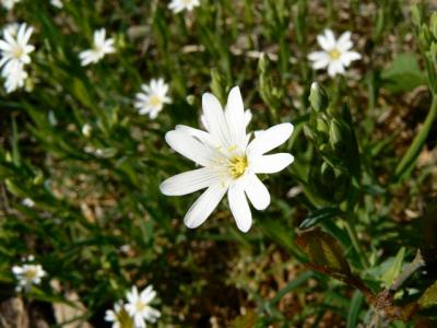 Buschwindroeschen
