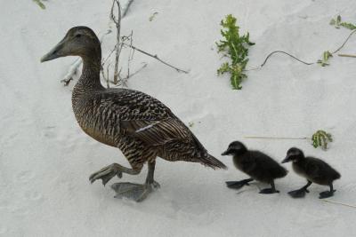 Enten: Entenmutter und Küken