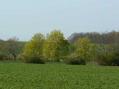 Fruehlingslandschaft