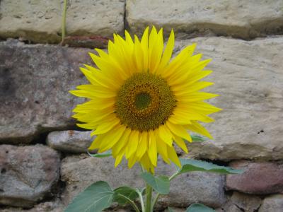 Sonnenblume