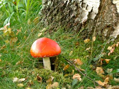 Pilz