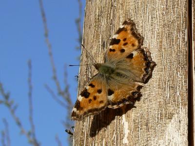 Schmetterling, fotografiert im April 2011