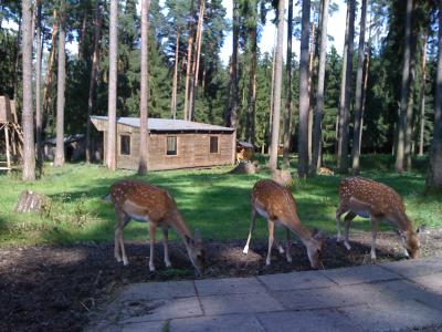 Drei Rehe im Wald