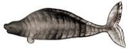 180px-Hydrodamalis_gigas