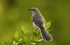 mocking bird*mimus polyglottos
