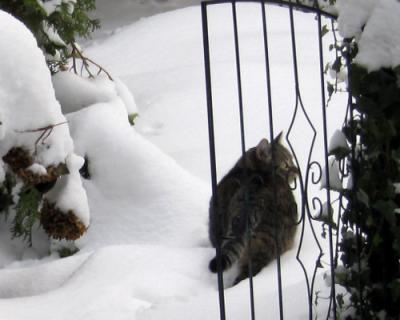 Kater im Schnee