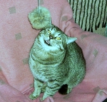 wilder Kater wilder Kater