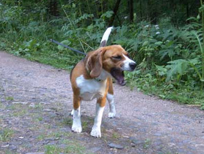 unschuldslamm2