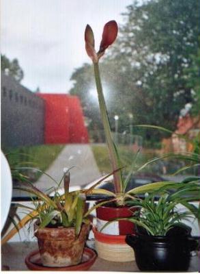 a12