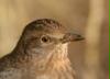 amsel