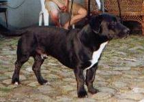 balou