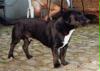 balou