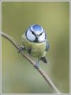 blaumeise