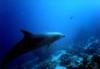 delphin