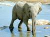 elefant