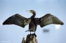 kormoran
