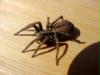 spinne