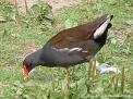 teichhuhn