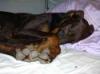 verschlafen-dobermann