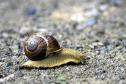 weinbergschnecke
