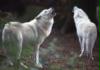 wolfe