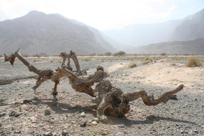 oman2010-490