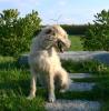 irish_wolfhound