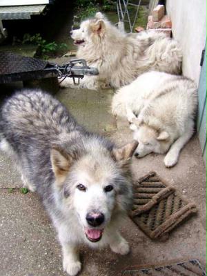 t-hunde