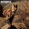 Interpol: The Heinrich Maneuver