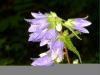 blume1