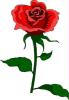 blume3