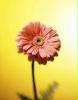 blume4