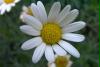 blume52